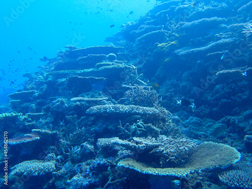 coral reef and diver