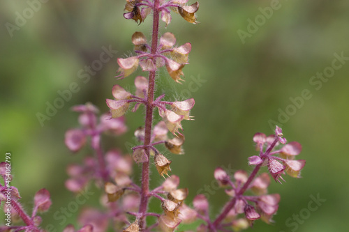 A close up of the Holy Basil flower © Flying