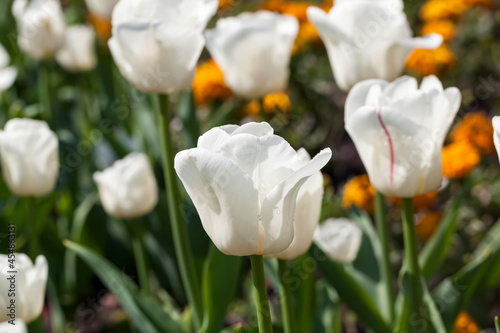 garden with tulips in the summer season