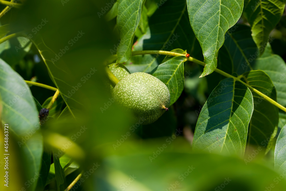 green unripe walnuts in the summer green unripe walnuts in the summer