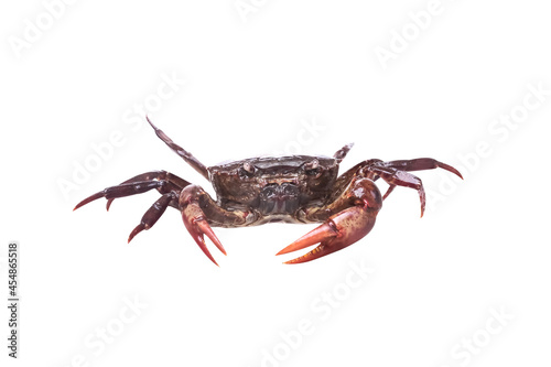 Rice field crabs or sayarmia freshwater isolated on white background , clipping path