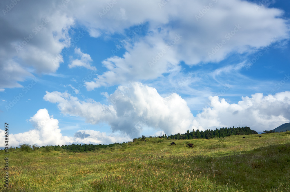 Obraz premium 青空と緑が美しい牧場