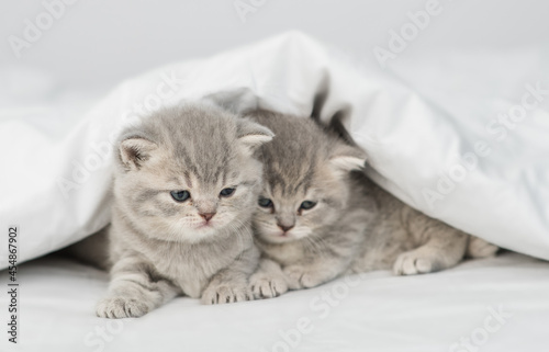 Two kittens lying under a warm blanket on a bed at home
