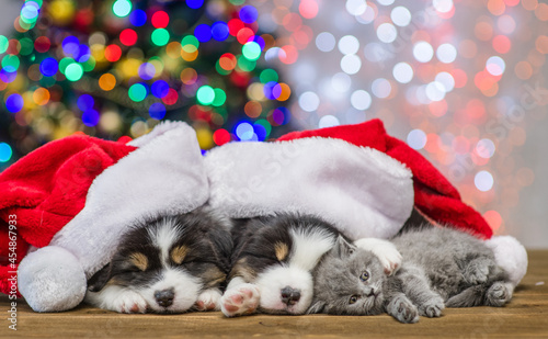 Cute Australian shepherd puppies wearing santa hats sleep with tiny kitten together with Christmas tree on background