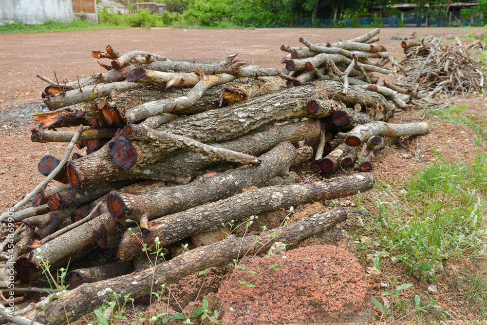 Firewood, Woodpile of freshly chopped pine logs in the forest stacked on top of each other, Selective focus. Firewood, Woodpile of freshly chopped pine logs in the forest stacked on top of each other, Selective focus.