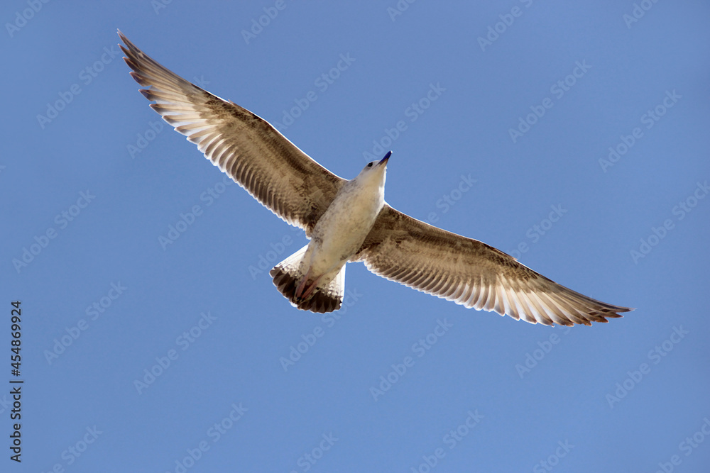 Obraz premium große Möwe schwebt vor wolkenfreiem Himmel