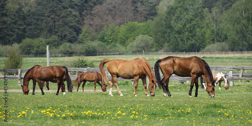 viele braune Pferde grasen auf der grünen Wiese