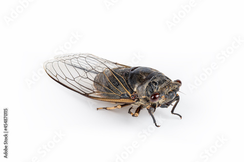 autumn cicada isolated