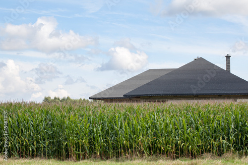 A field with growing corn and the visible roof of a building covered with tar paper against a blue sky with clouds. photo