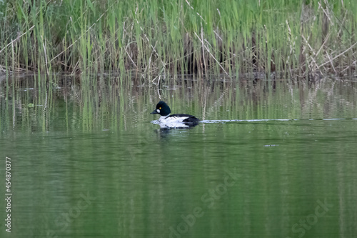 Male common goldeneye swimming in Swedish lake.