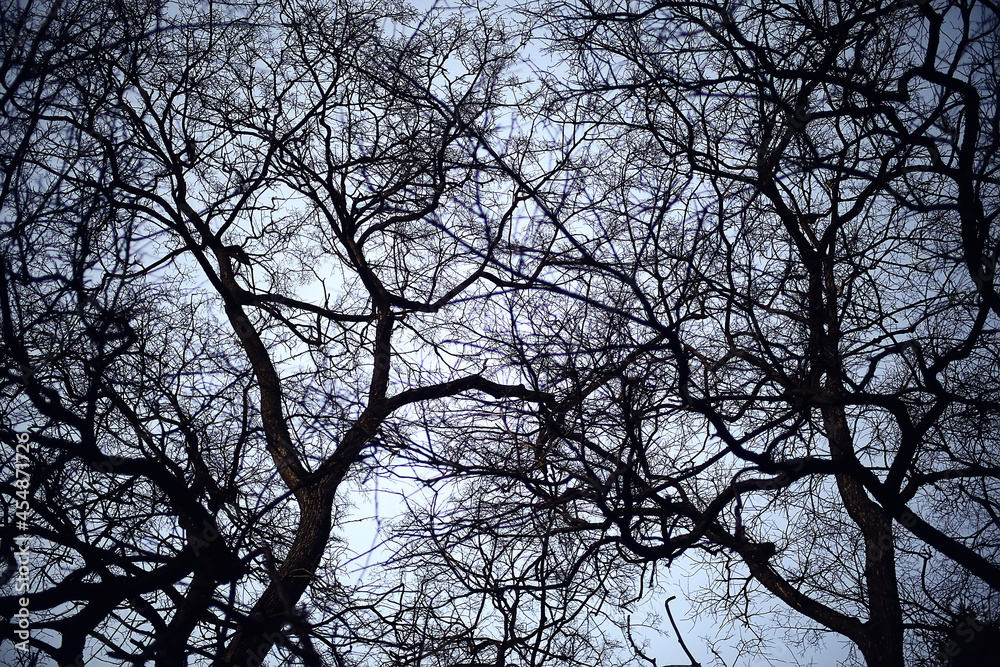 view of branches without leaves background, abstract, stress sadness view of branches without leaves background, abstract, stress sadness