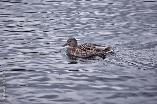 ducks on a pond in autumn, wild birds, duck mallard