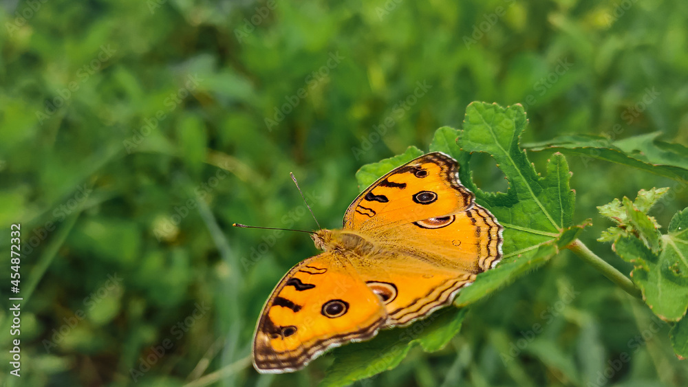 butterfly on a green leaf butterfly on a green leaf