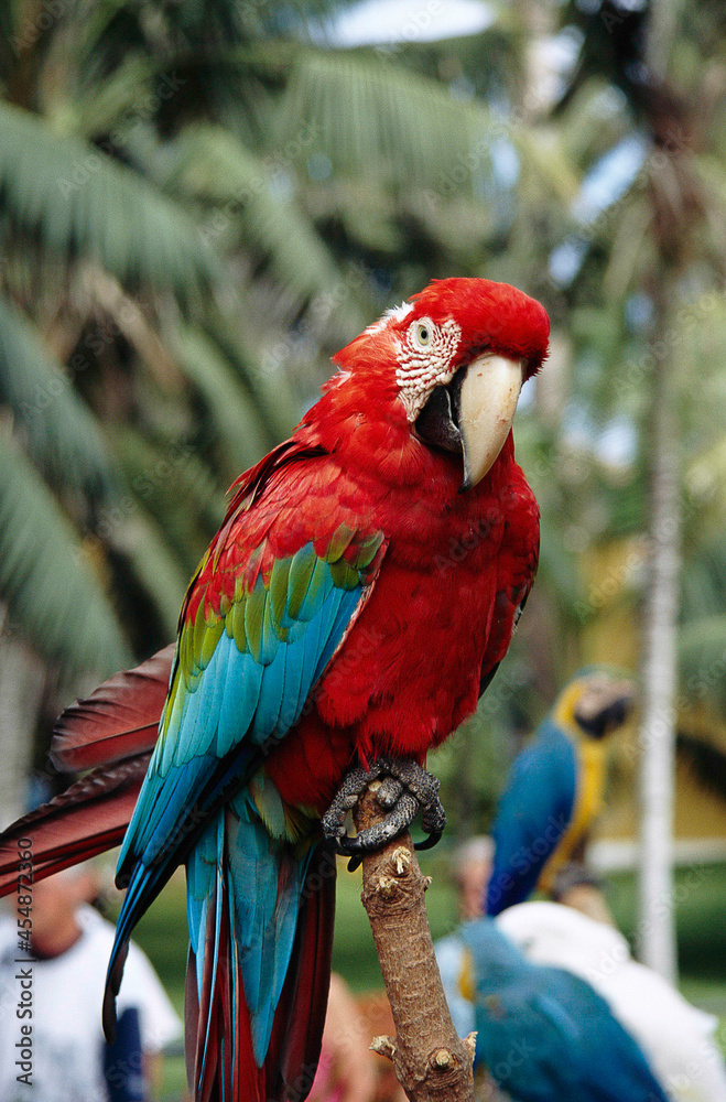 Obraz premium Colourful Parrot