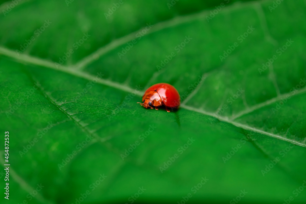 closeup red ladybug on green leaf
closeup red ladybug on green leaf