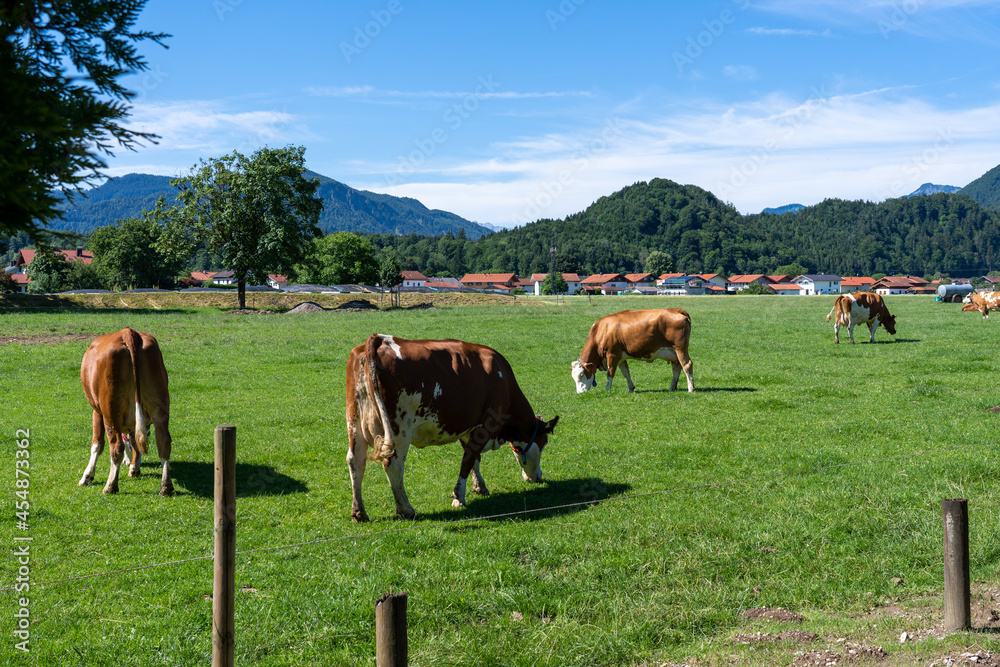 eine Herde Kühe grasen auf einer saftigen Weide in den Alpen in Bayern eine Herde Kühe grasen auf einer saftigen Weide in den Alpen in Bayern