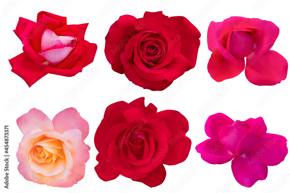 Orange and Red rose isolated on the white background. Photo with clipping path. Orange and Red rose isolated on the white background. Photo with clipping path.