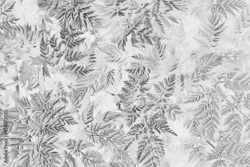 Fototapeta Naklejka Na Ścianę i Meble -  black white texture leaves / abstract nature background unusual