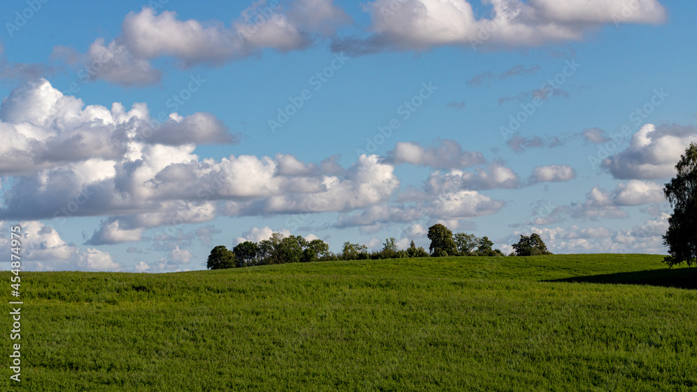 beautiful summer day in Latvia countryside, green field, meadow or pasture, trees in distance, blue sky, white fluffy clouds beautiful summer day in Latvia countryside, green field, meadow or pasture, trees in distance, blue sky, white fluffy clouds