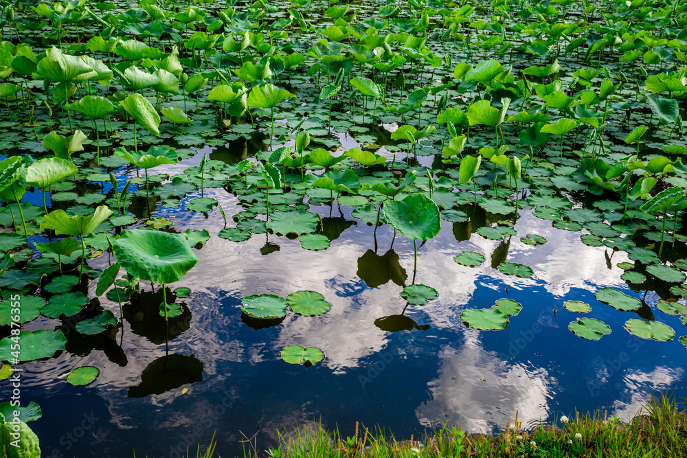 Pond water covered with water lilies plants in Fukuoka, Japan Pond water covered with water lilies plants in Fukuoka, Japan