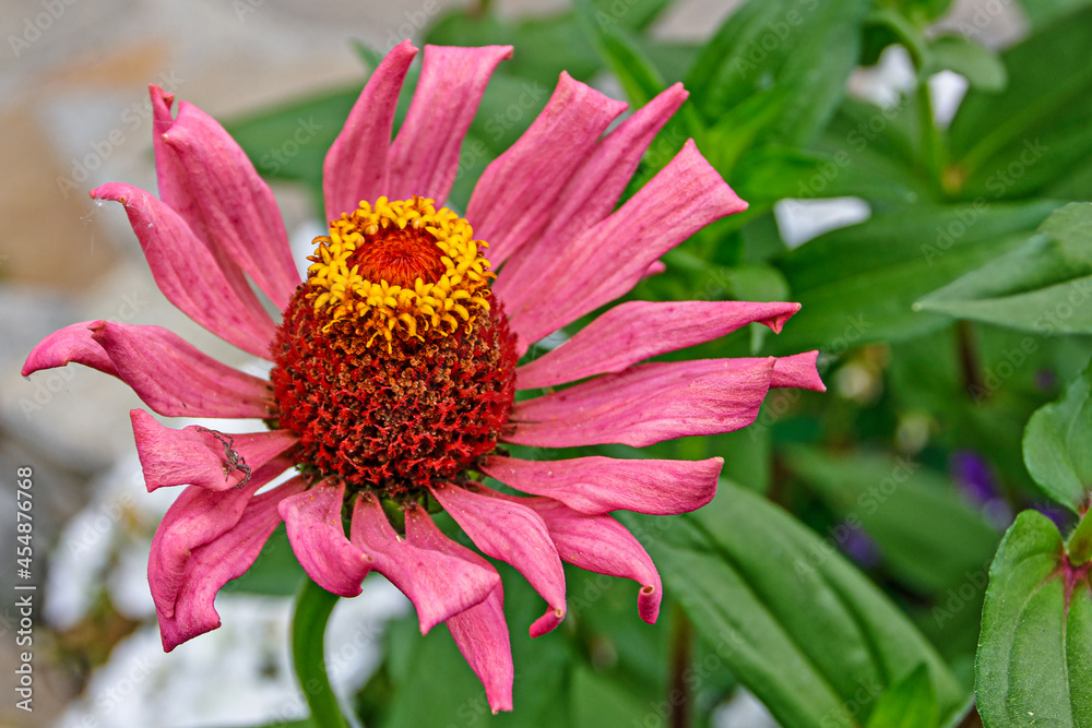A garden flower with a spider sitting on it close-up A garden flower with a spider sitting on it close-up