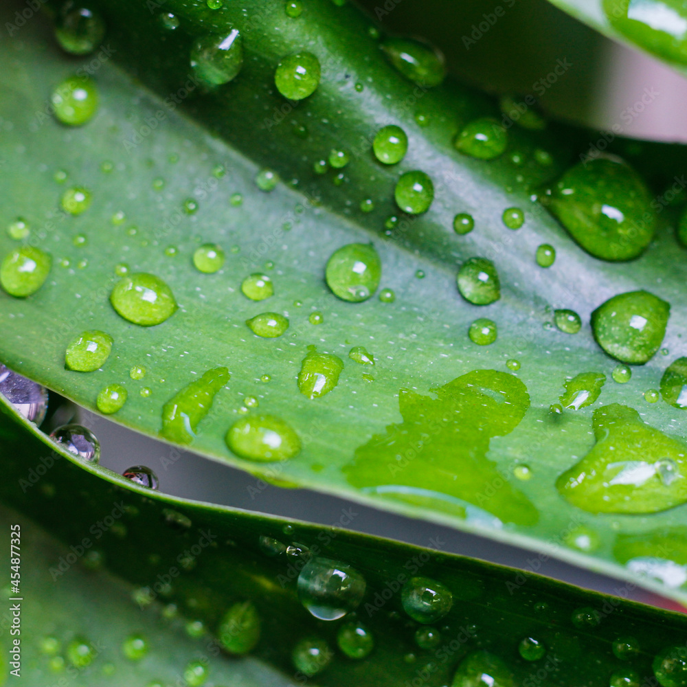 Tropical green leaves background. Summer concept. Tropical green leaves background. Summer concept.