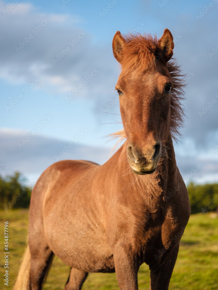 Fototapeta premium Young chestnut horse standing on lush grassland in peaceful summer countryside and looking at camera