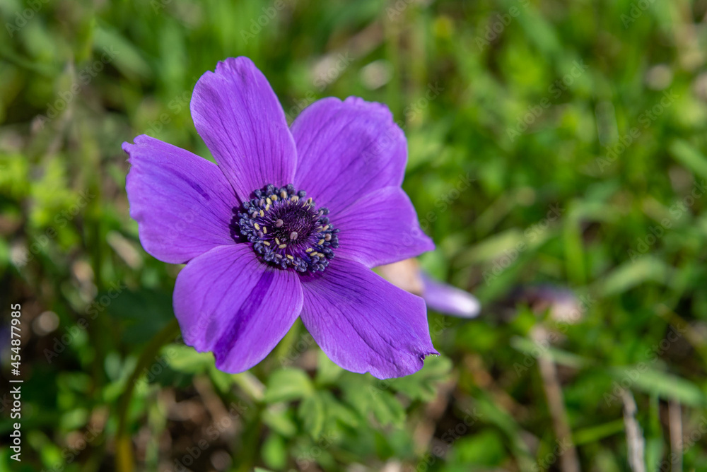 Beautiful wild purple Anemones growing in wooded areas and open meadows in Israel
Beautiful wild purple Anemones growing in wooded areas and open meadows in Israel