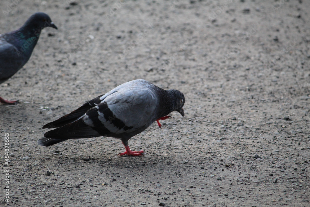 Obraz premium pigeon on the ground