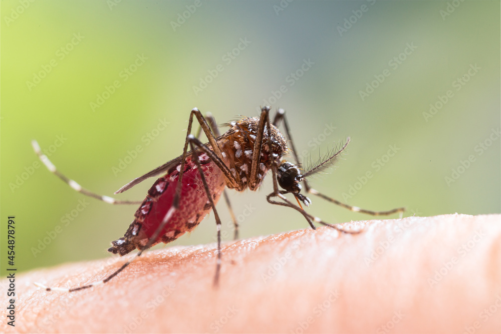 Naklejka premium Aedes aegypti Mosquito. Close up a Mosquito sucking human blood,