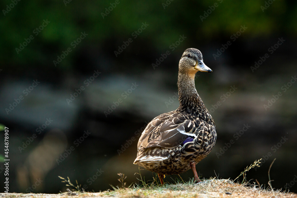A duck posing like a professional model. A duck posing like a professional model.