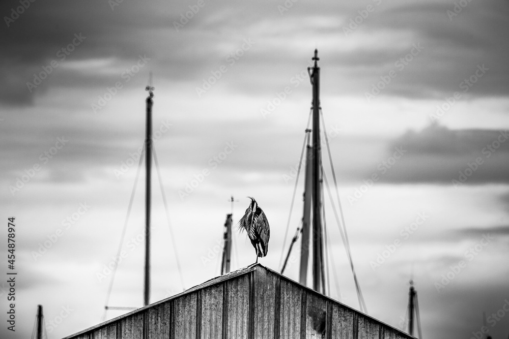 Naklejka premium Black and white shot of a heron standing on the wooden shelter