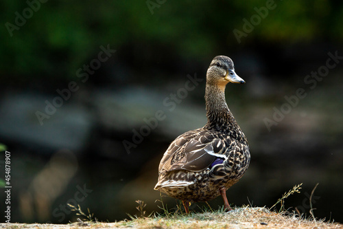 A duck posing like a professional model.