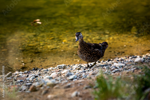 A duck  curiously watching at the camera by the river.