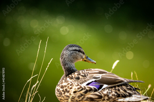 Mallard duck with a soft green bokeh background.