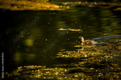 Little duckling floating on a pond during a sunny day.