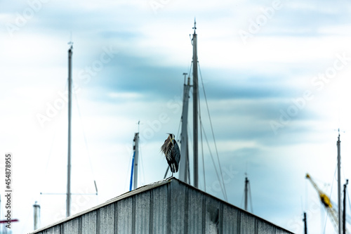 Shot of a heron standing on the wooden shelter