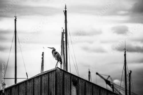 Black and white  shot of a heron