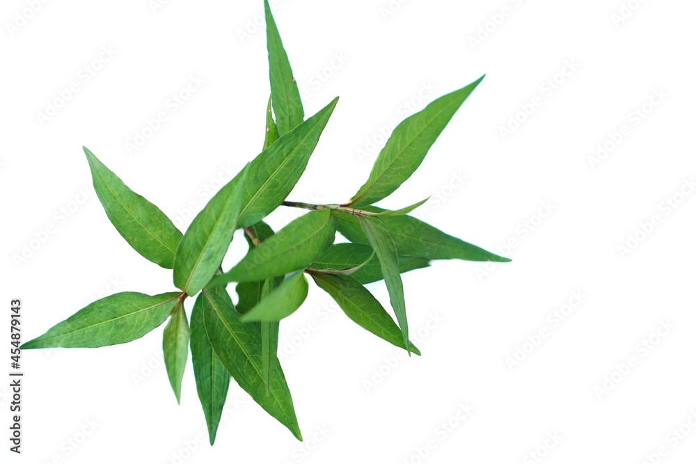 Green leaves of Vietnamese coriander plant isolated on white background. The young leaves and branches are edible and can be used to make medicine and food ingredient. Herbaceous plant in Thailand. Green leaves of Vietnamese coriander plant isolated on white background. The young leaves and branches are edible and can be used to make medicine and food ingredient. Herbaceous plant in Thailand.