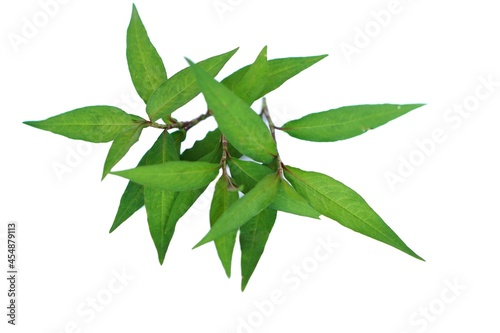 Green leaves of Vietnamese coriander plant isolated on white background. The young leaves and branches are edible and can be used to make medicine and  food ingredient. Herbaceous plant in Thailand.