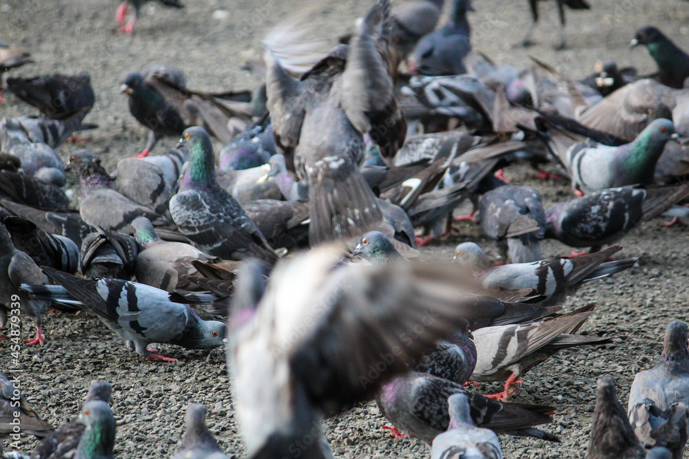 Obraz premium pigeons on the ground