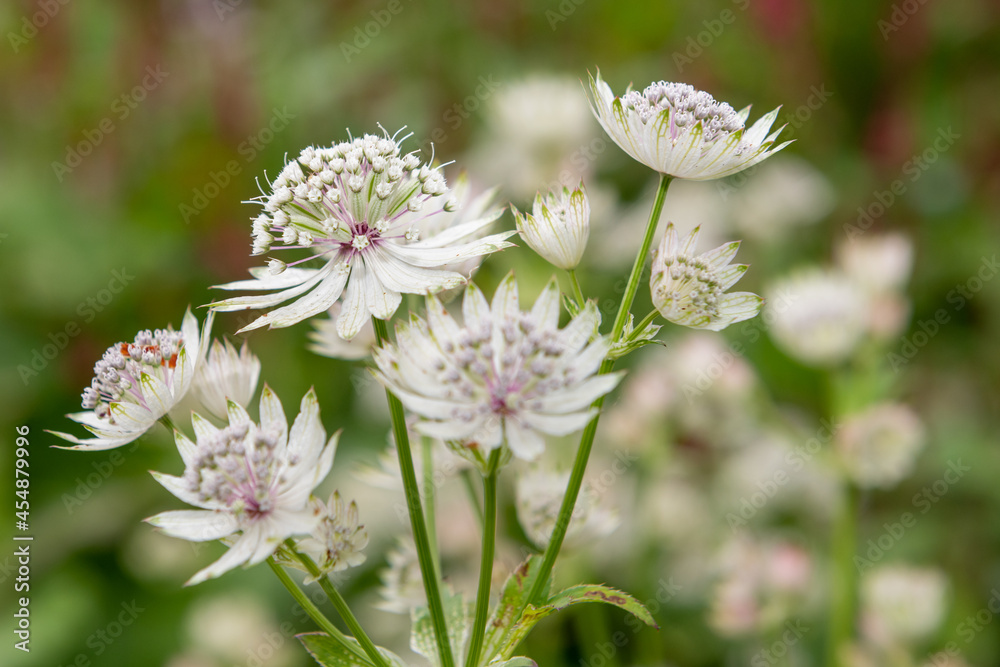 Close up of astrantia flowers in bloom