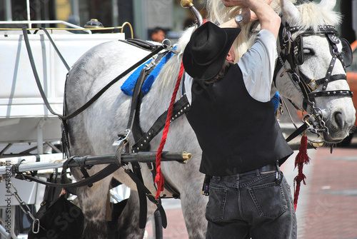 City tour horse ready for visiting tourist. © oscar williams