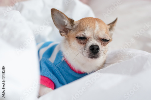 Chihuahua in a striped sweatshirt is relaxing on the bed. Beautiful cute little dog sleeping on white pastel linen.