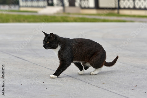 A black cat without a hind paw is walking down the street