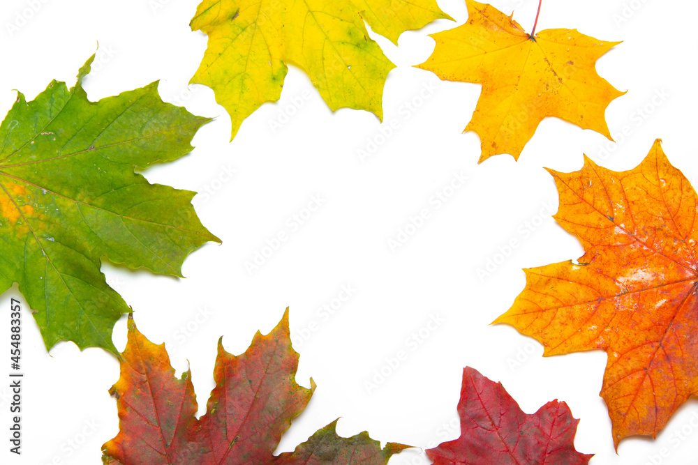 Maple leaves on a white background . Autumn. Colored leaves. White background. Maple leaves on a white background . Autumn. Colored leaves. White background.