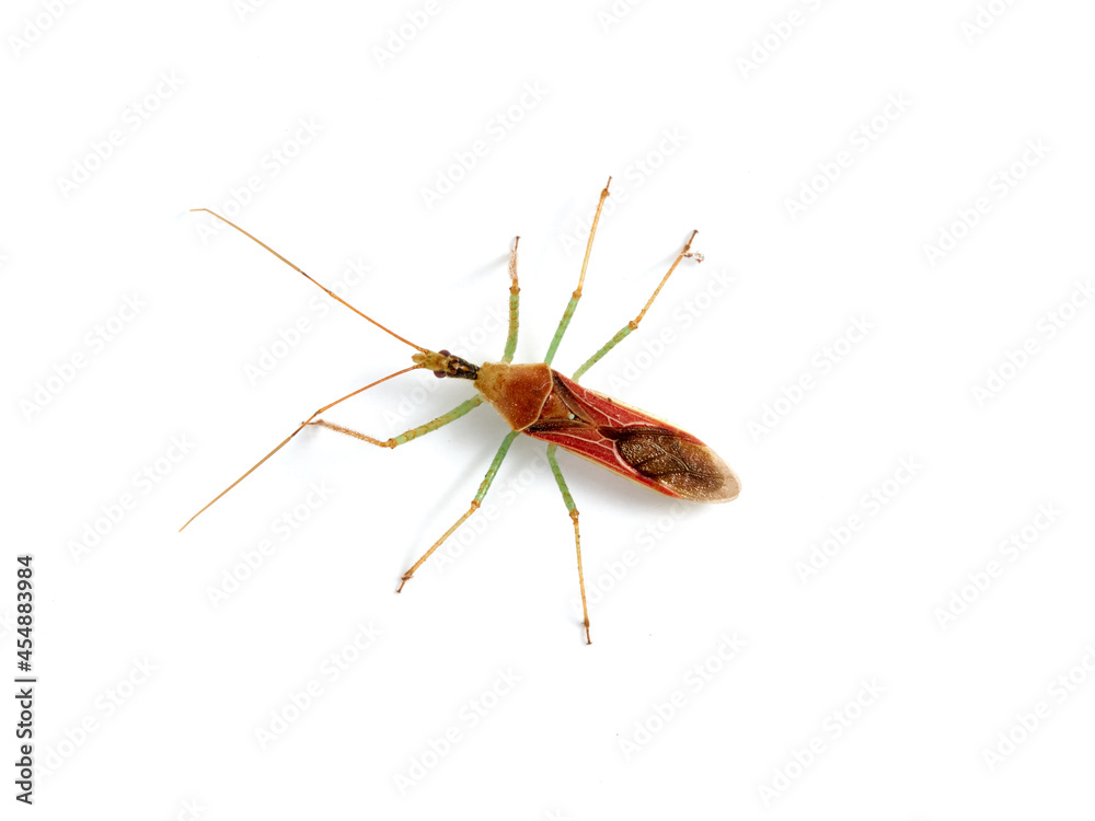 Rhynocoris erythropus