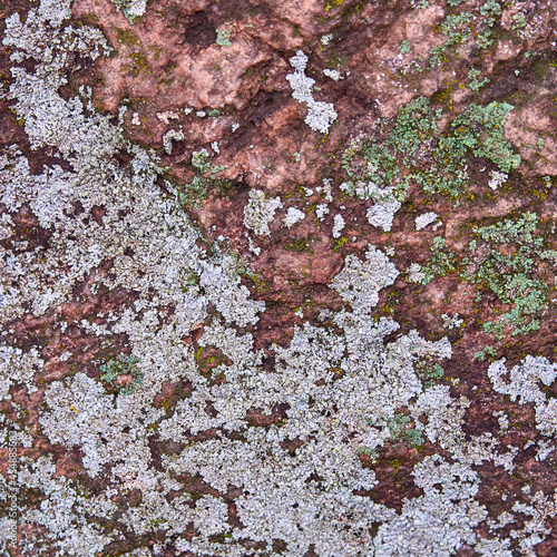 Multi-colored moss on the stone. Natural background and texture