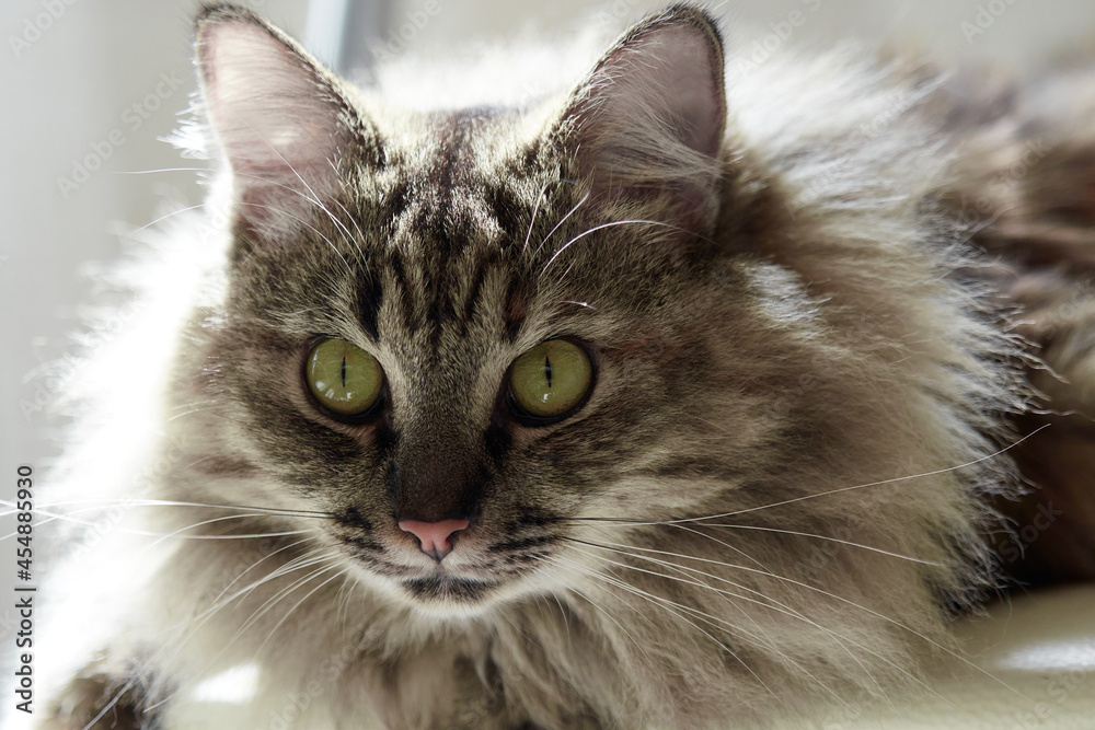 Portrait of a Norwegian forest cat on a light background. The cat hunts.