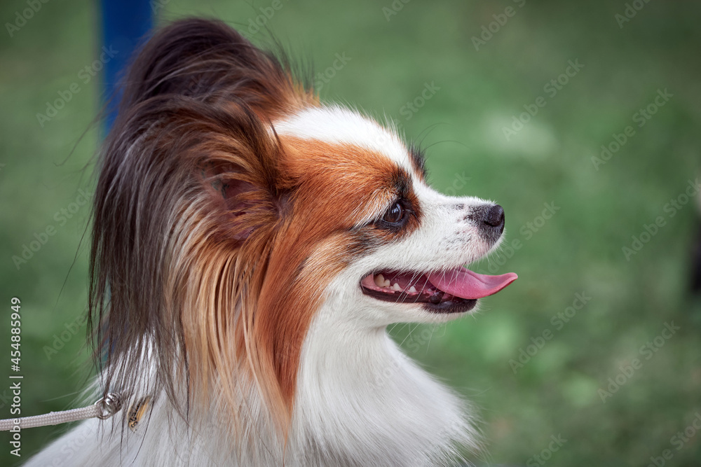 Dwarf Spaniel or Continental Toy Spaniel, the Papillon. Dwarf Spaniel or Continental Toy Spaniel, the Papillon.